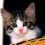 Kareem_SA's profile picture. 