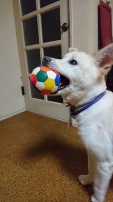 2018愛犬ひめ(17歳)虹の橋渡りました😢2020.2.4産まれ柴犬♀マリン(真凜)2020.5.4家の子に迎えました😊もちろん◯ッ◯ファンです😊