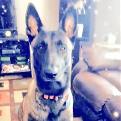 TeamDoggo's profile picture. ℍ𝕖𝕝𝕝𝕠! 𝕀𝕞 𝕃𝕠𝕘𝕒𝕟, 𝕥𝕙𝕖 𝕞𝕒𝕚𝕟 𝕠𝕨𝕟𝕖𝕣 𝕠𝕗 𝕥𝕙𝕚𝕤 𝕡𝕒𝕘𝕖, 𝕞𝕖 𝕒𝕟𝕕 𝕞𝕒𝕩 𝕞𝕪 𝕥𝕨𝕚𝕟 𝕓𝕣𝕠𝕥𝕙𝕖𝕣 𝕒𝕟𝕕 𝕠𝕣𝕖𝕠!