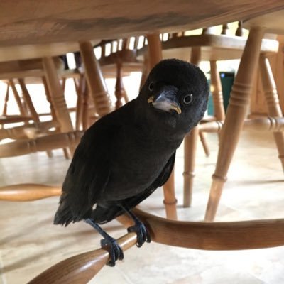 I’m Harry the Jackdaw. I live in @SallyAnn_Spence’s flock & my territory is @berrycroft_hub. My relatives are probably putting sticks down your chimney.