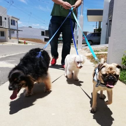jonathanvqCR's profile picture. People first. Pug lover