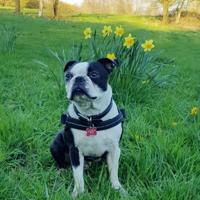 Jimi the ball obsessed, lazy eared Boston terrier living in Manchester. 🏴
(Not a frenchie and not a pug!)