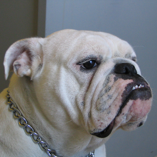 watchdog79's profile picture. 