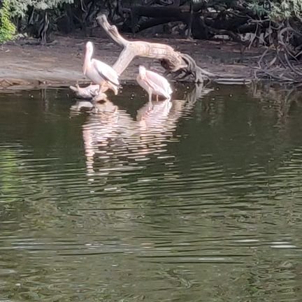 paani04's profile picture. the truth is brutal; incorrigible irredeemable; history law politics economics;
RTs ≠ endorsement