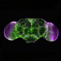 Niccoli Lab (@niccolilab) 's Twitter Profile