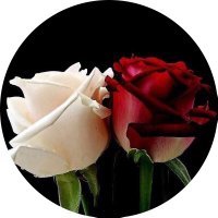Serpil Can (@srpl_cn) 's Twitter Profile