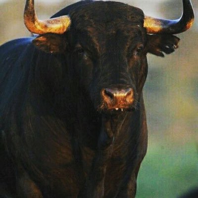 procarsa4's profile picture. Valores