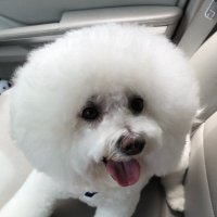 Thom(retired)Law & #Remy🐶#Bichon(mostly)(@EvictAtty) 's Twitter Profile Photo