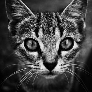 bgorejus's profile picture. Amateur photographer, with a passion for graphic arts.