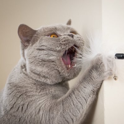 I’m a 5 year old British Short Haired (BSH) cat, a now retired Scottish GCCF champion. Adored by my family