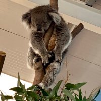 Dr Jane Lewendon (@drjanelewendon) 's Twitter Profile Photo Dr Jane Lewendon (@drjanelewendon) 's Twitter Profile Photo