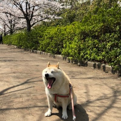 柴犬のこはる♀です🐶ぷにぷにのお肉に癒されます〜見てください🥰