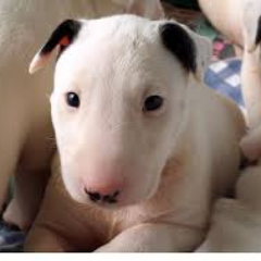 HomaWilliam's profile picture. 