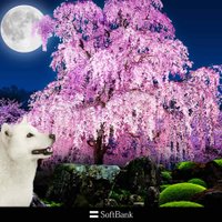 ミール (@rep1jlcbfyiqflp) 's Twitter Profile Photo