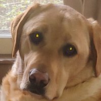 Ruby 🐾 (@2lovelabs) 's Twitter Profile