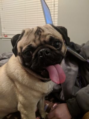 Constable Hamilton J Pug reporting for duty! I hate horses, TV commercials and conservatives. Sometimes my dad tweets for me but he's not as funny.