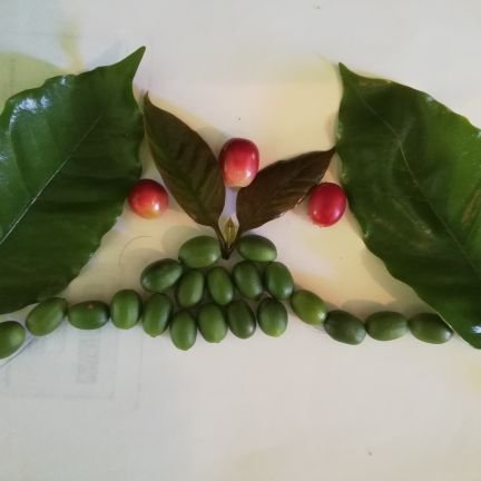 CamerinoTrujil2's profile picture. sierra negra