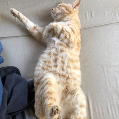 猫好きです🐈‍⬛ 鹿児島ユナイテッドFCのツイート多めです👍ポンコツな毎日を過ごしております🫧