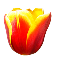 I ❤️ Tulips 🌷🌷🌷 (@tulipcrush) 's Twitter Profile