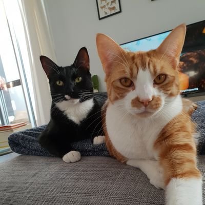 we is Basil(ginja ninja) and Monty(dapper boy in tuxedo) and Teddy(baby tabby boy) we is big kitty brothers. we love our mum, belly rubs and food all the food