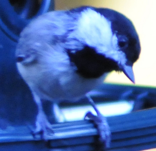 Greg_Wild's profile picture. Just an observer living on a crazy-ass planet.