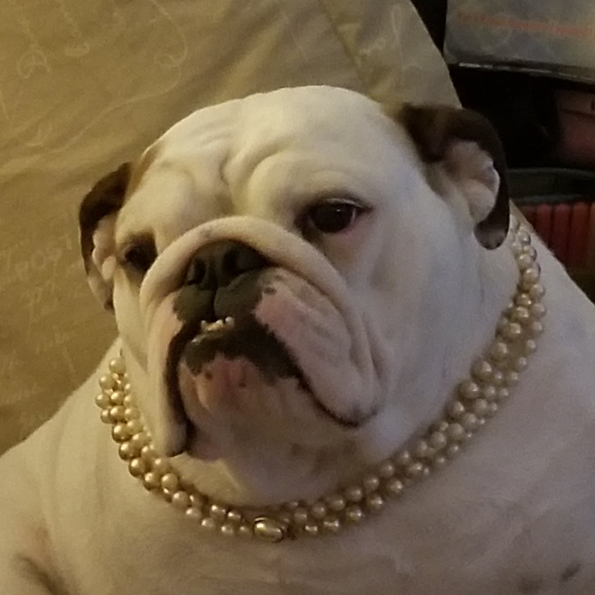 I love anything BEADS! I'm a BULLDOG LOVER! I am a Parent of a BULLIEFUL BABEE GIRL!