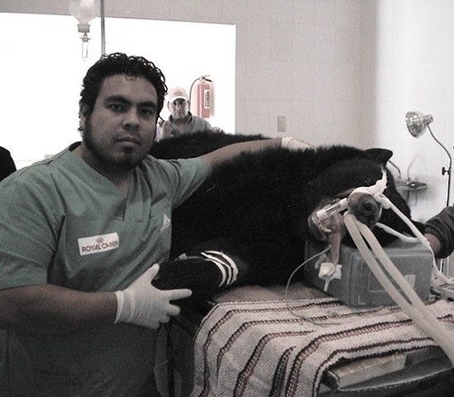 Veterinario de corazón...