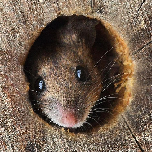 Lana55869840's profile picture. A person who enjoys cooking more than eating