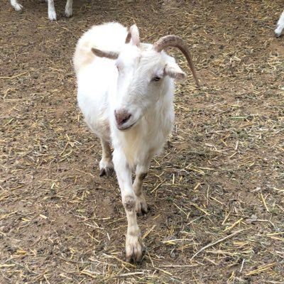 nr1KP6GTwc8Mikf's profile picture. 