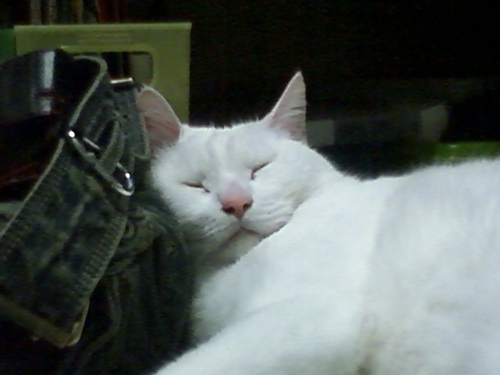 ginkgo_cat's profile picture. 毎日可愛い18歳のおじいちゃん猫「ぎん」2022.2.16虹の橋を渡りました🌈
柴シェルティ×柴シェパードのりゅう🌈。黙々と何かを作るのが好き。ダーニング、刺繍、裁縫、和裁、革物、手拭い好き、文房具好き、万年筆、ビカクシダ、ベランダガーデニングetc.....