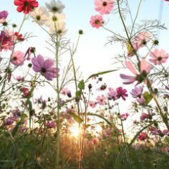 to live is to love life over the machine. no wireless tech, all care, as original intent, love, to care, give care, not to take as ego demand.