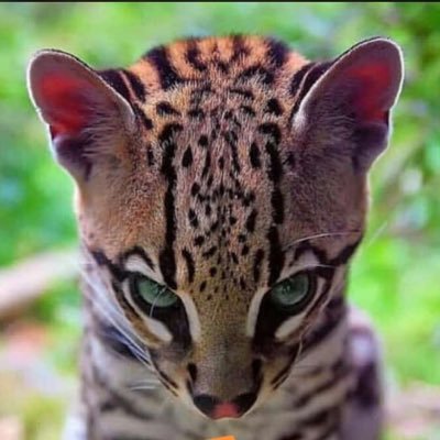 cha_lolliy's profile picture. Simple, Accentuate the positive,Eliminate the Negative ♡