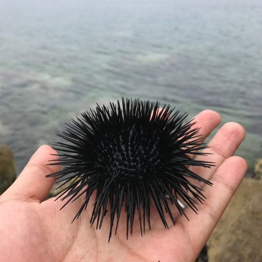 urchin_lab Profile Picture