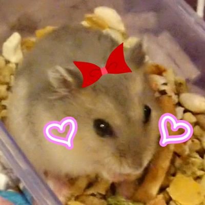 🐹茶々 性格:♀
😇2022.10.22🏘️2023.2.3～
🐹きんぐ  性別：♂
👼2020.12.20 🏘️2021.3.22～ 🌈2023.1.31
🐹ジジ(じったん)   性別：♀
👼2018.9.14  🏠2018.10.1  🌈2021.2.15