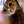 Hello! I'm Cat, the cat. I love ducks, and I love you! I'll probably follow you and then stalk you... and I found a duck to stalk! @JustinnBieber_! :D