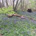 Norsey Wood | SSSI LNR Ancient Monument 🍃💚🍃 (@norseywood) Twitter profile photo Norsey Wood | SSSI LNR Ancient Monument 🍃💚🍃 (@norseywood) Twitter profile photo