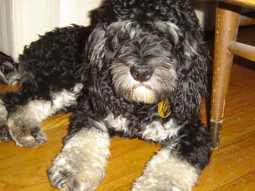 Hey I'm Brando Cockapoo and I love off leash time in the park with my pals!  Cuddles with my Mom and and wrestling with my Dad!  Brooklyn Rules!