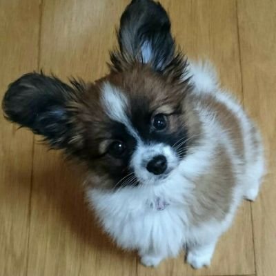 犬好きパピヨン愛好家です。
うちのわんこが我が家の家族になって今日で丸2年。
食欲旺盛でお散歩好きのやんちゃなパピヨン♂（2才）です🐾
写真や動画アップしていきたいです。
パピヨンの画像や動画を見るのが大好き！
無言フォローお許し下さい
もちろんフォロー大歓迎致します🎶