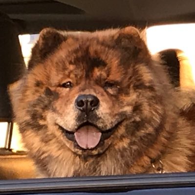 A dog is No One.