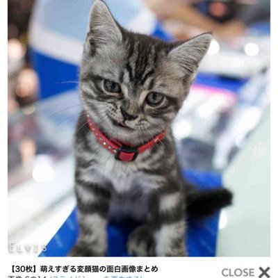ゲーム好き、基本的にこの名前でゲームしてる🎮CODのランクマでは「ネイルガン」などの使われていない武器、ノンカスを使ってランクに潜ってる変な人です