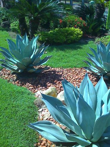 Jardins Paisagismo & Cia atender parágrafo voltada AO anseio do Cliente Personalizado com jardim . Temos horto e produzimos plantas