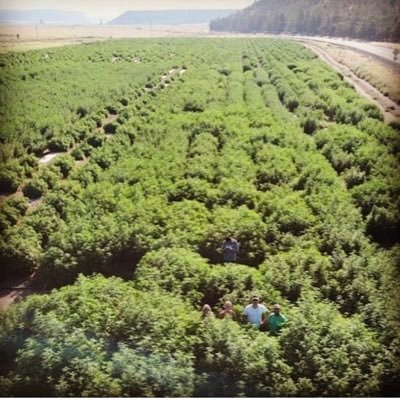 Im Shelly w/ O’Neil Farms. We are in the heart of Terrebonne, Oregon. Our CBD oil is 100% Organic and derived from industrial hemp plants.