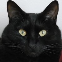 にゃんくろ/サッポロSS420 (@jh8ibn) Twitter profile photo