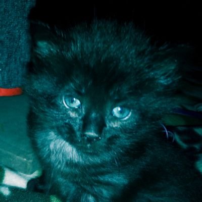 ColuBlu's profile picture. COCO