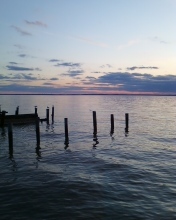 pulnoc's profile picture. Will chase seagulls.