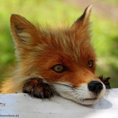 Not evil, PRAGMATIC. A Fox-faced Bastard.
