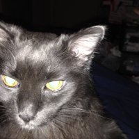 Kanashii (@trishren1) 's Twitter Profile