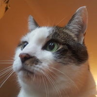 Dave Aron (@davearon) 's Twitter Profile