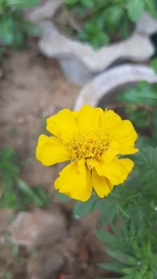 https://t.co/Z0oMUD5CHB journalism,
Writing poem in print media
and social media.