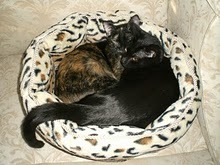 furryfluffyfab's profile picture. Promoting awareness so furry, fluffy & fabulous adoptable animals can find a family to call their own.